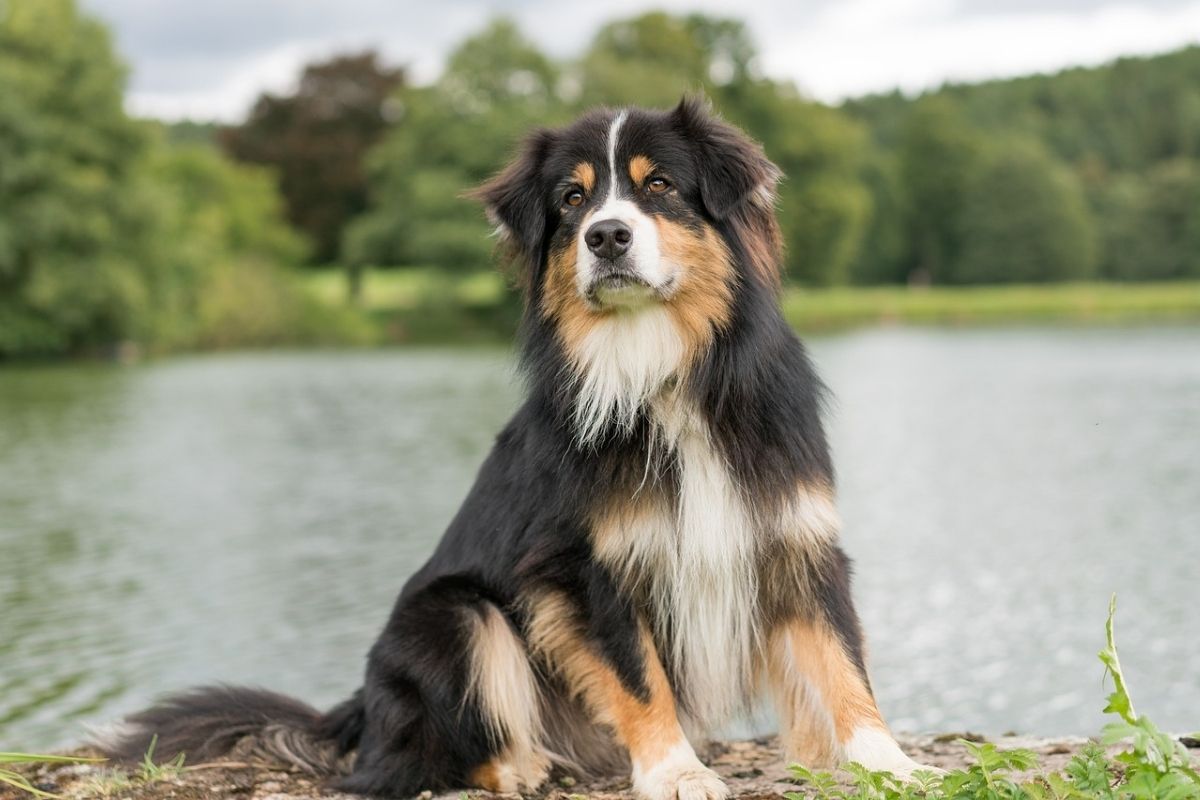 cane in riva ad un lago