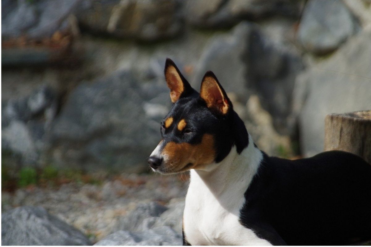 cane con orecchie tese su sfondo roccioso