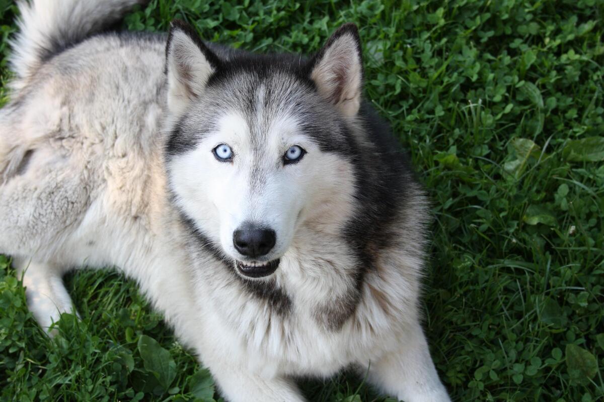 husky con occhi azzurri su un prato