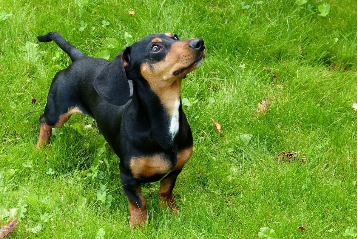 cane bassotto con il viso all'insu