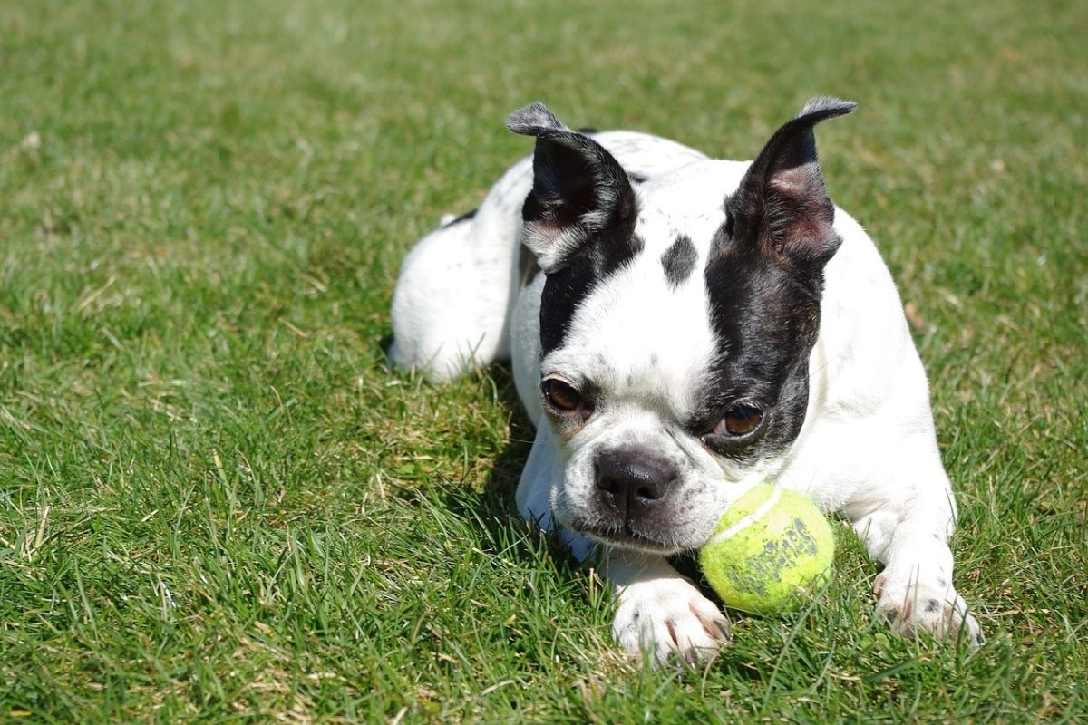 cane con palla da tennis