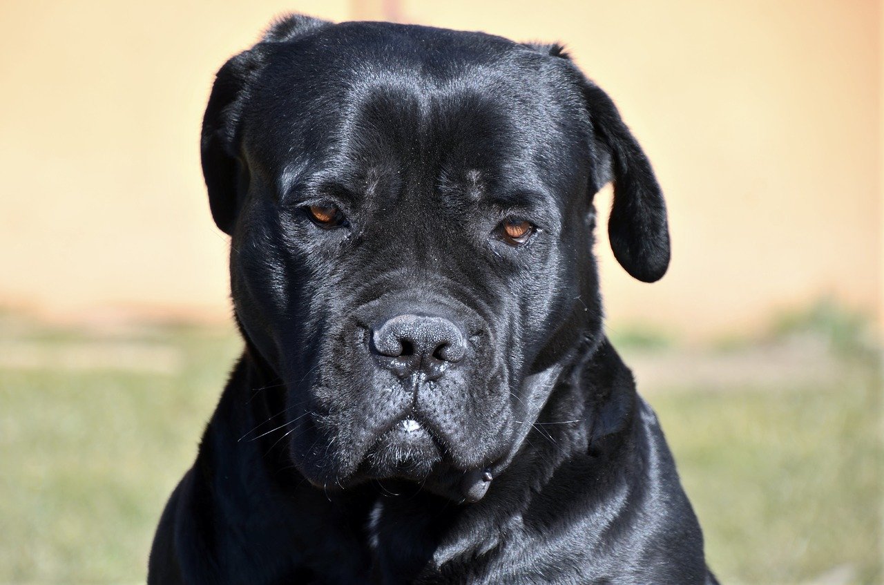 cane corso sguardo intenso