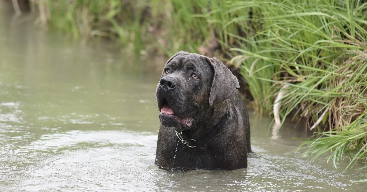 10 razze di cani che vanno d’accordo con il Cane Corso