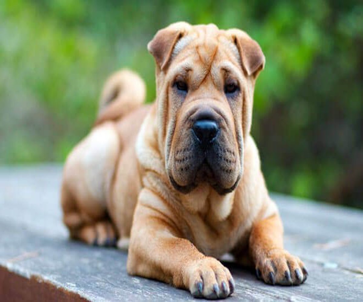 shar pei sguardo tenero