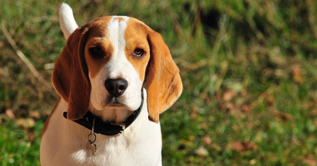 10 razze di cani che vanno d’accordo con il Beagle