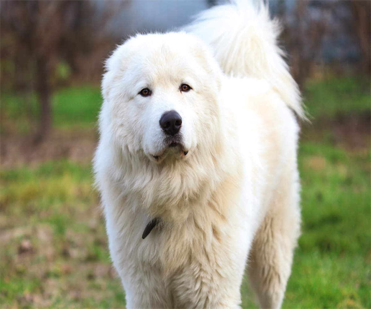 maremmano abruzzese