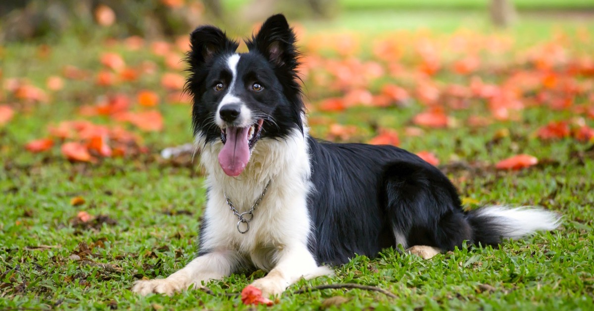 10 razze di cani che vanno d’accordo con il Border collie