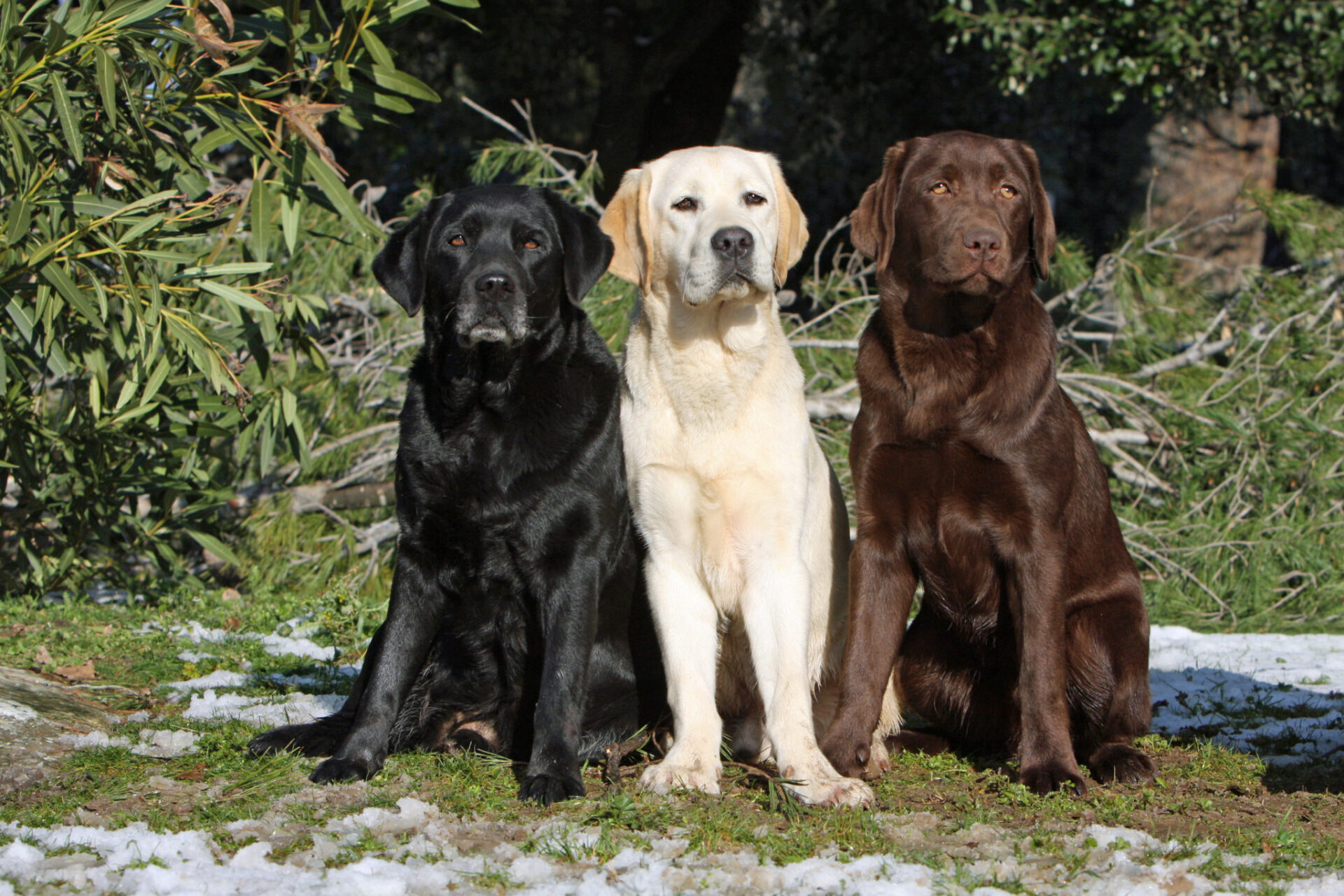 labrador colori diversi