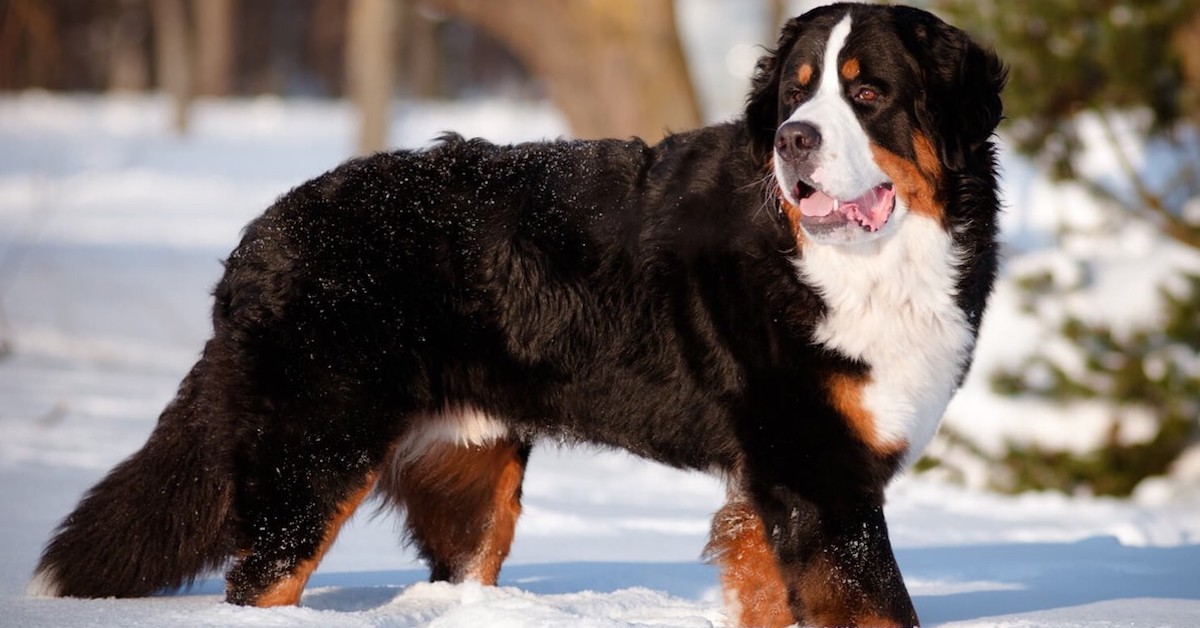 10 razze di cani che vanno d’accordo con il Bovaro del Bernese