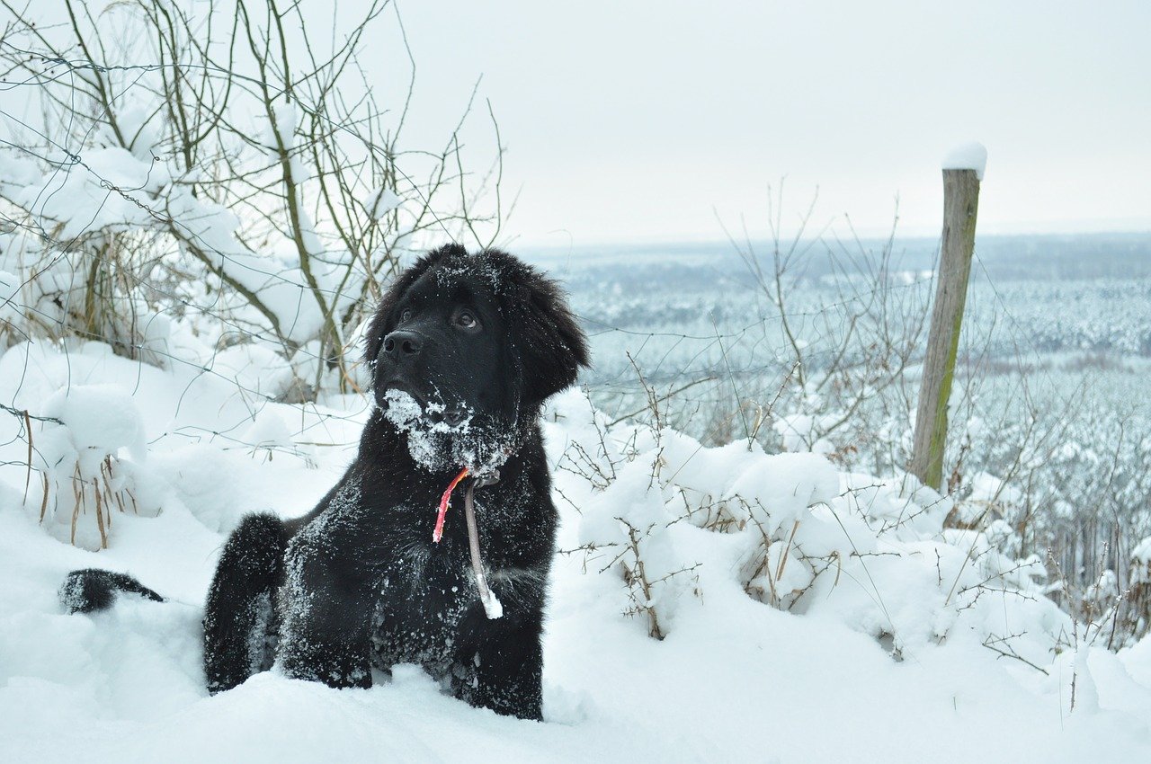 terranova felice nella neve