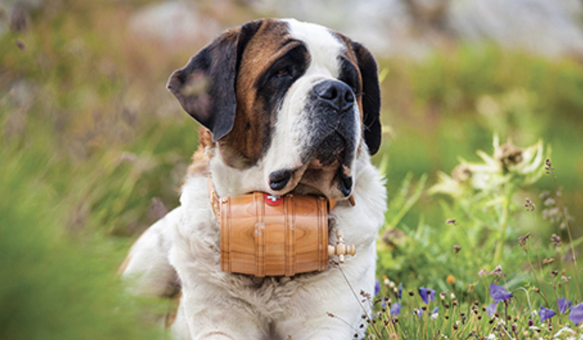 cagnolone rilassato