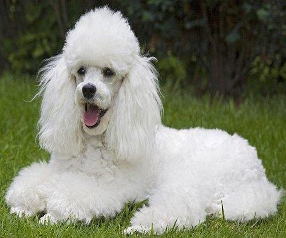 cagnolino pelo riccio