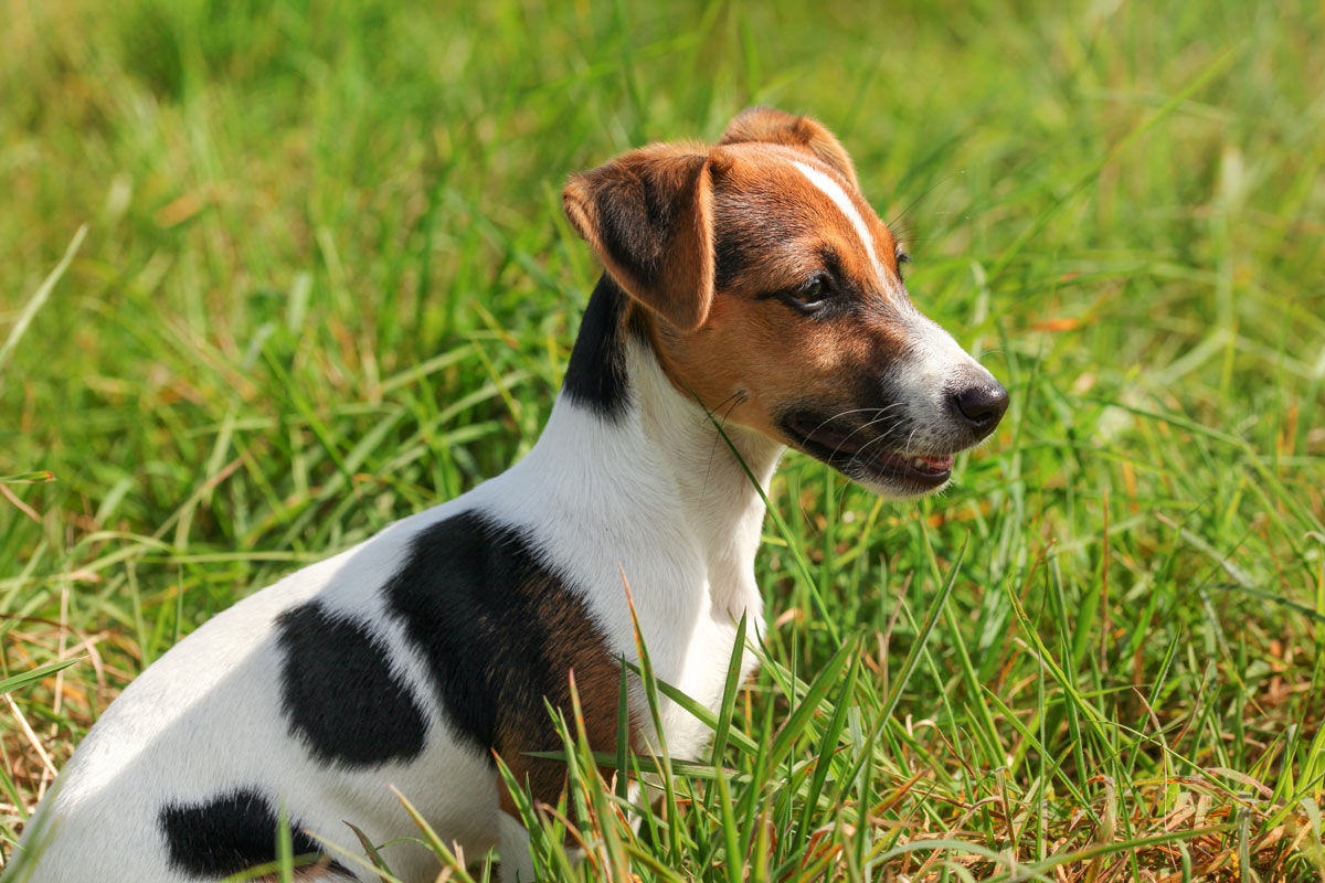 cagnolino in agguato