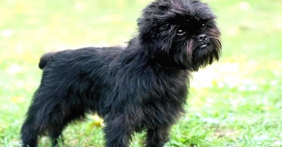 10 razze di cani che vanno d’accordo con l’Affenpinscher