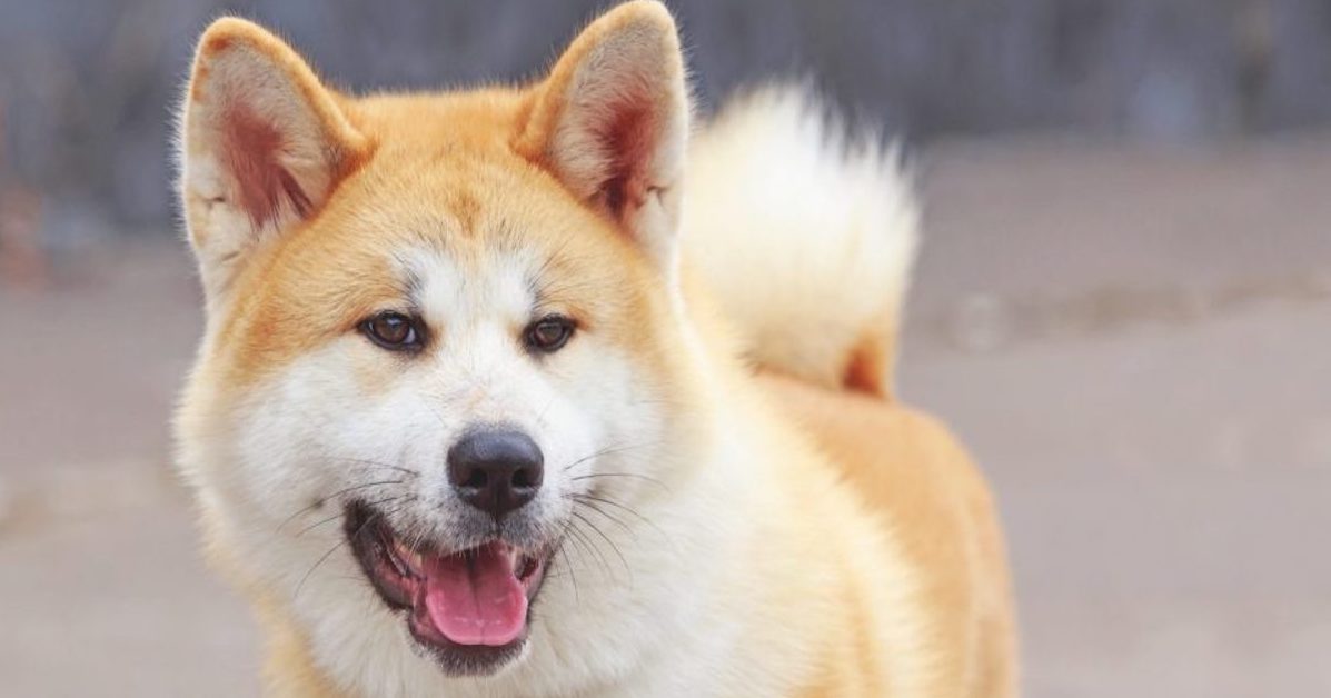 10 razze di cani che vanno d’accordo con l’Akita