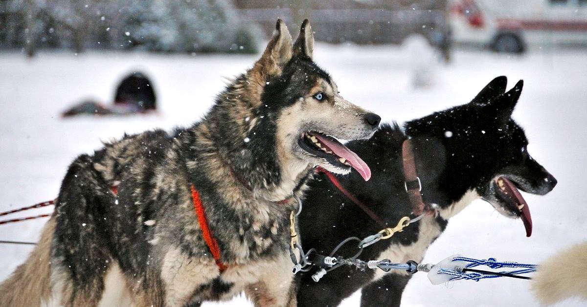 cani trainano slitta