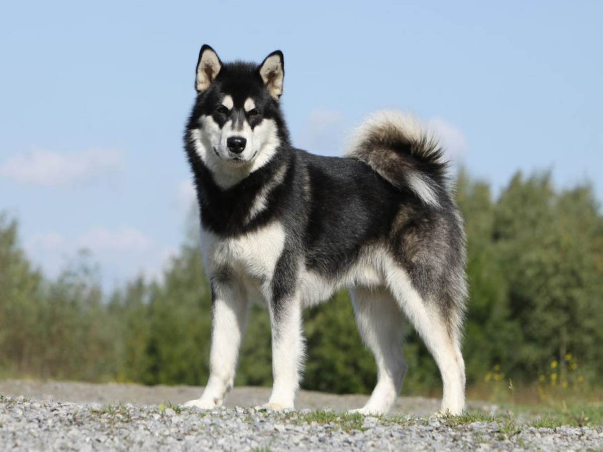 alaskan malamute elegante