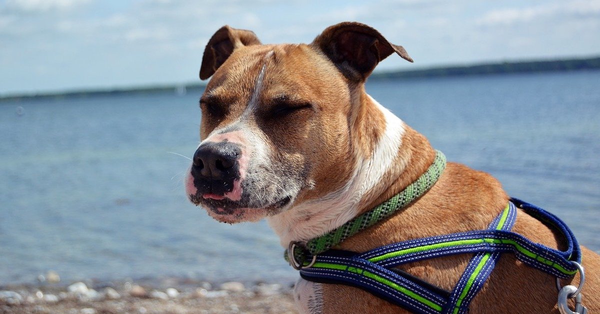 10 razze di cani che vanno d’accordo con l’Amstaff