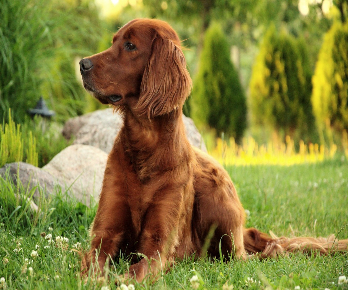 setter irlandese cucciolo