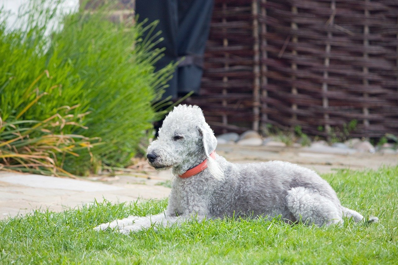 cagnolino nell'erba