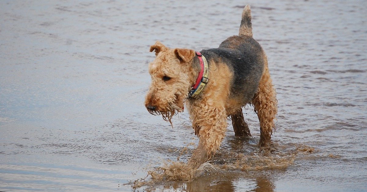 10 razze di cani che vanno d’accordo l’Airedale Terrier