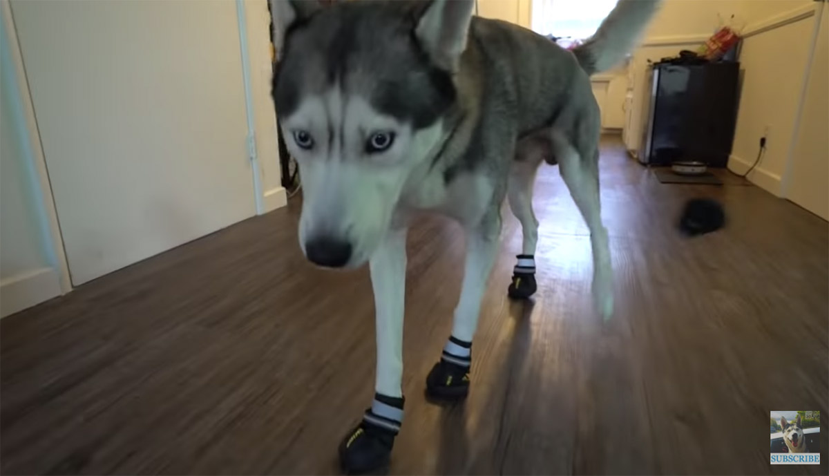 Siberian Husky con le scarpe