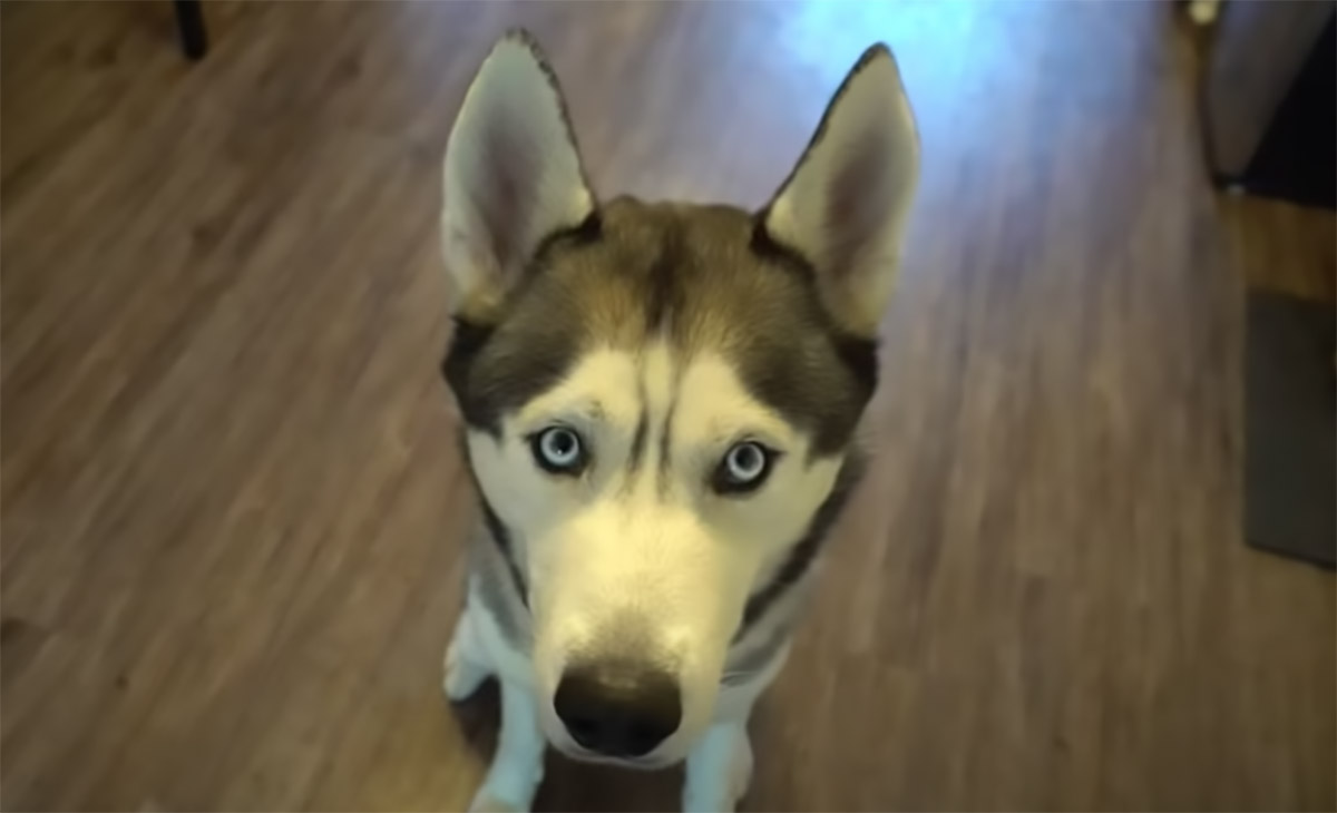 Il Siberian Husky prova le scarpe per la prima volta: il video è buffissimo