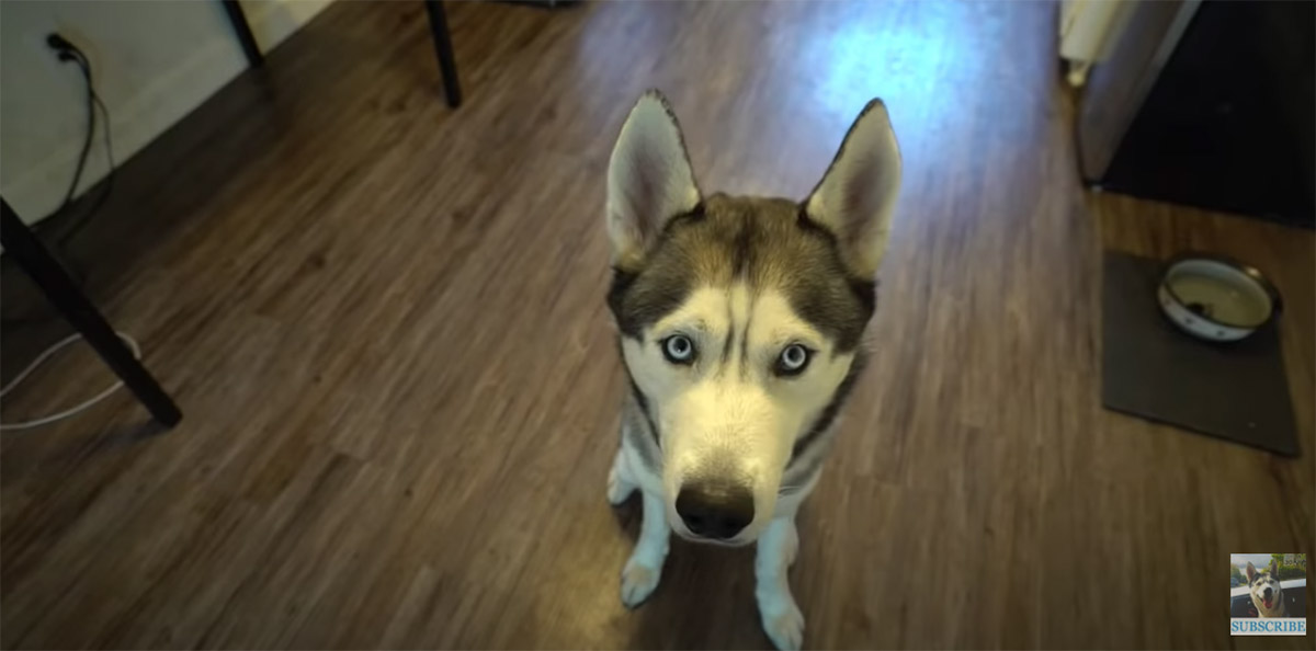 Siberian Husky confuso