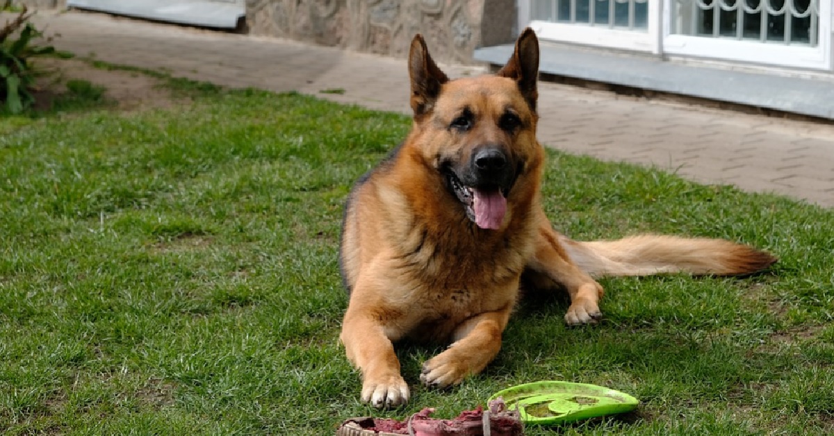 Un cucciolo Pastore Tedesco ed un cervo si divertono correndo, la loro amicizia in un video