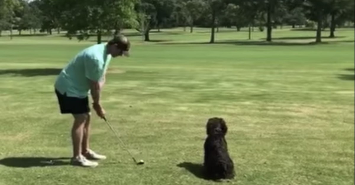 Un uomo pratica il golf e gioca con il suo cucciolo di cane allo stesso tempo (VIDEO)
