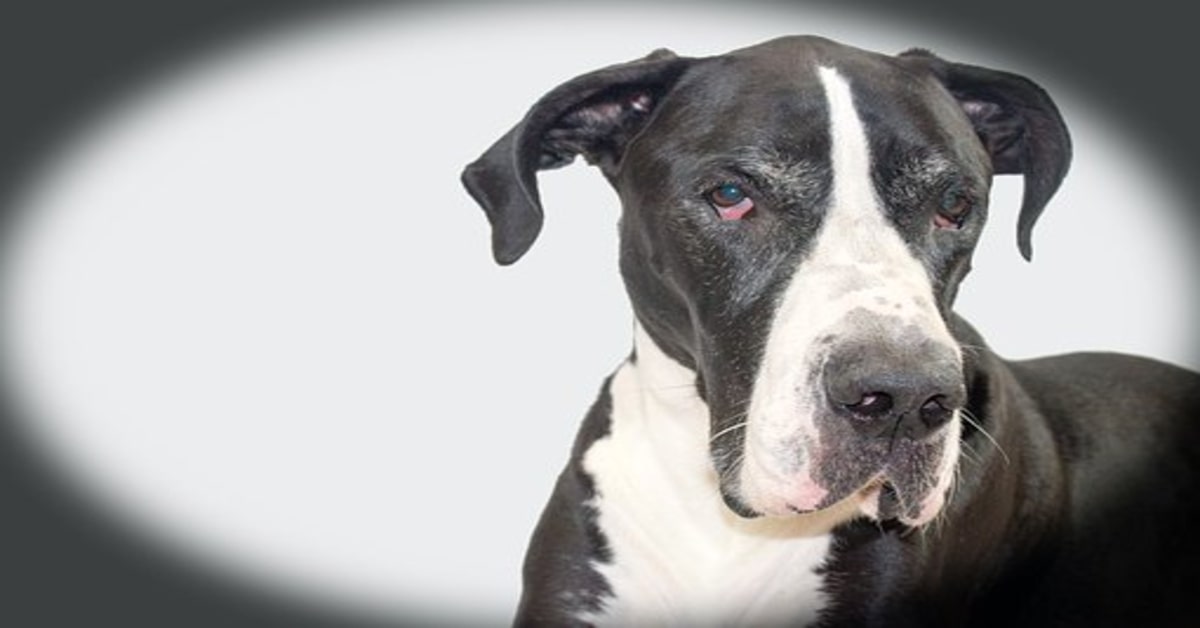 Un uomo esce a buttare la spazzatura ma il cucciolo di cane del vicino gli fa una brutta sorpresa (VIDEO)