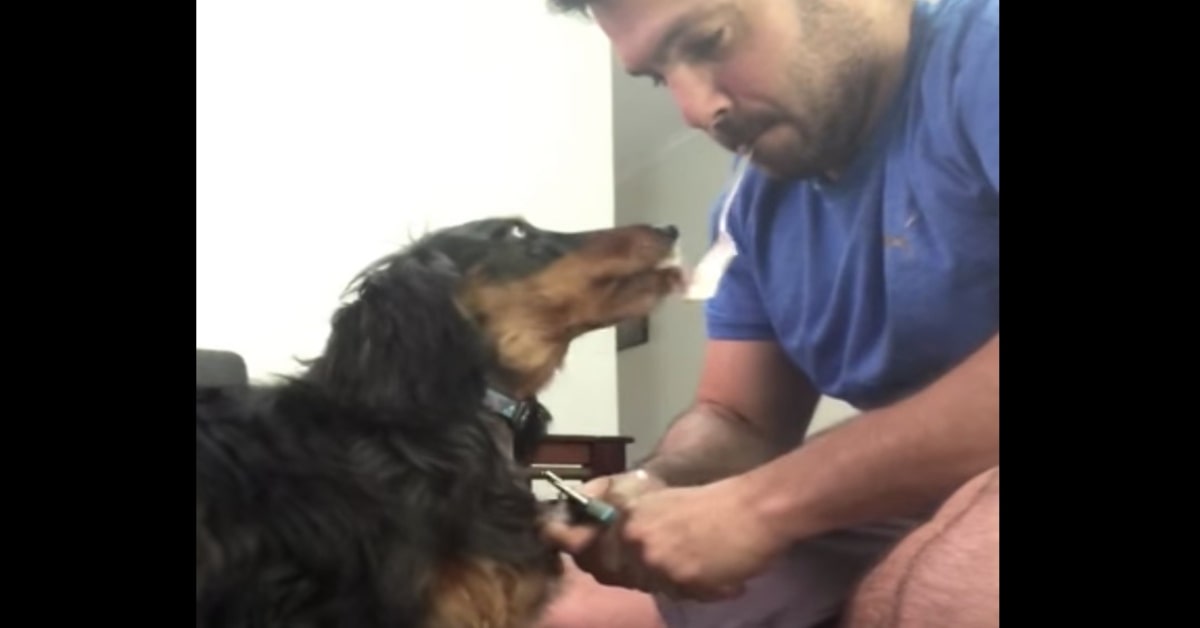 Un ragazzo riesce a tagliare le unghie al suo cucciolo di cane con un trucco (VIDEO)