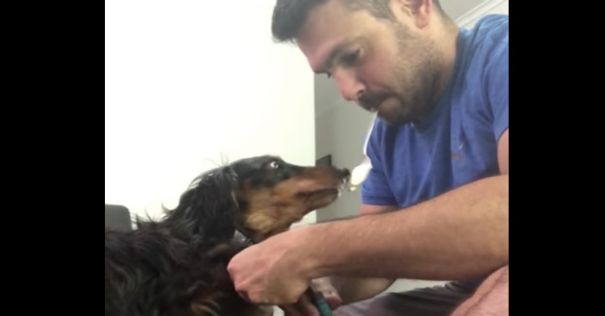 trucco per tagliare unghie al cane in maniera perfetta