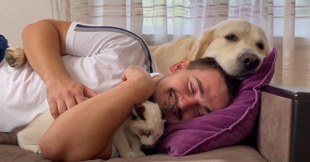 Al Golden Retriever non va giù che il padrone dorma con un gattino e la sua reazione è virale (video)