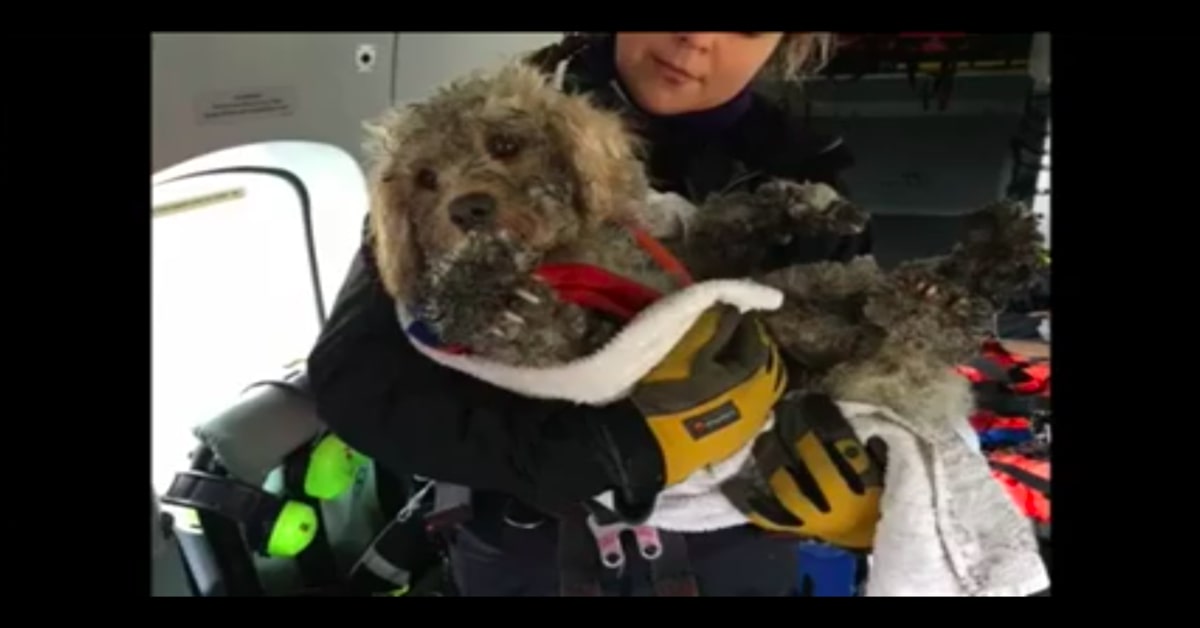 Il momento del salvataggio di Ben, un cucciolo di Barboncino disperso nella neve (VIDEO)