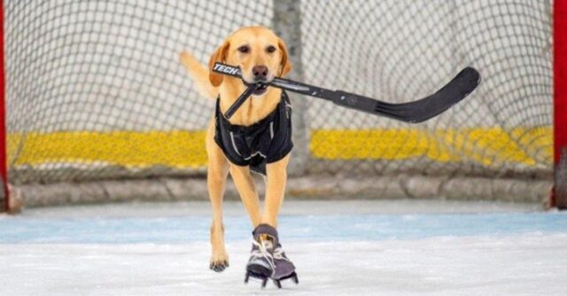 Benny, il cucciolo di cane che nessuno voleva adottare e che ora gioca a Hockey sul ghiaccio (VIDEO)