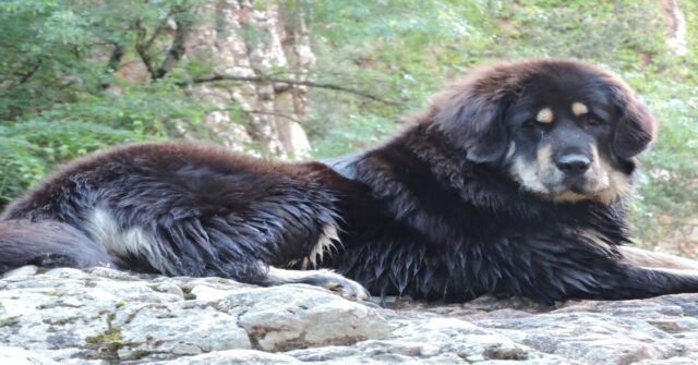 Boromir, il Mastino Tibetano che non rinuncia ai suoi peluche (VIDEO)