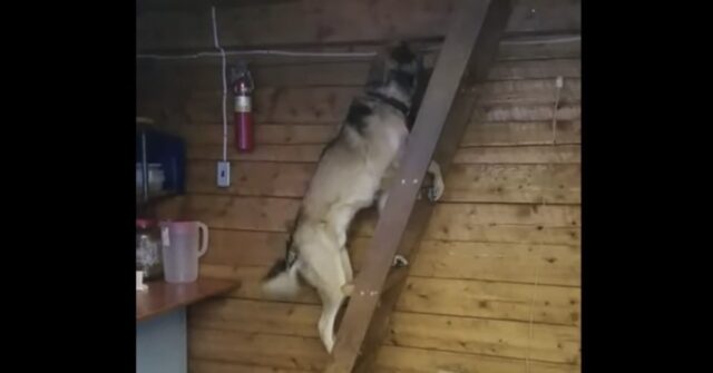 Un cucciolo di cane sale una scala a mano  (VIDEO)