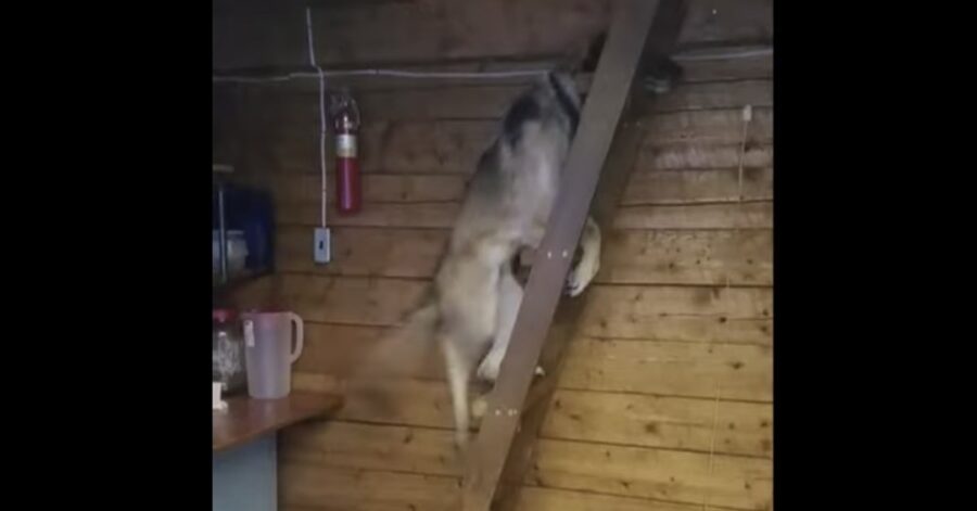 cane sale scala a mano in Alaska