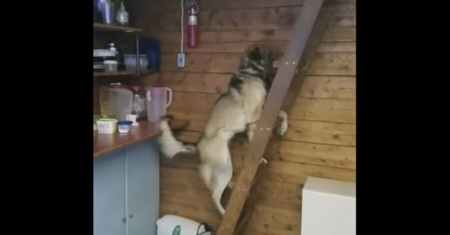 Cane riesce a salire una scala a mano