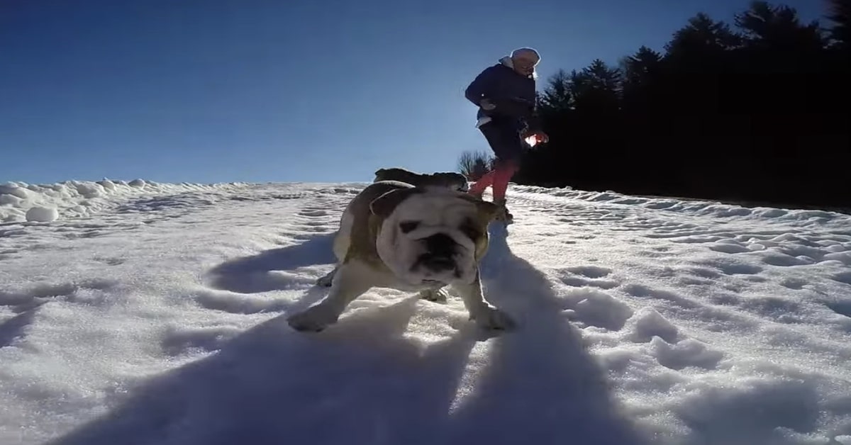 Camilla, una cucciola di Bulldog Inglese, gioca nella neve e intenerisce la rete (VIDEO)