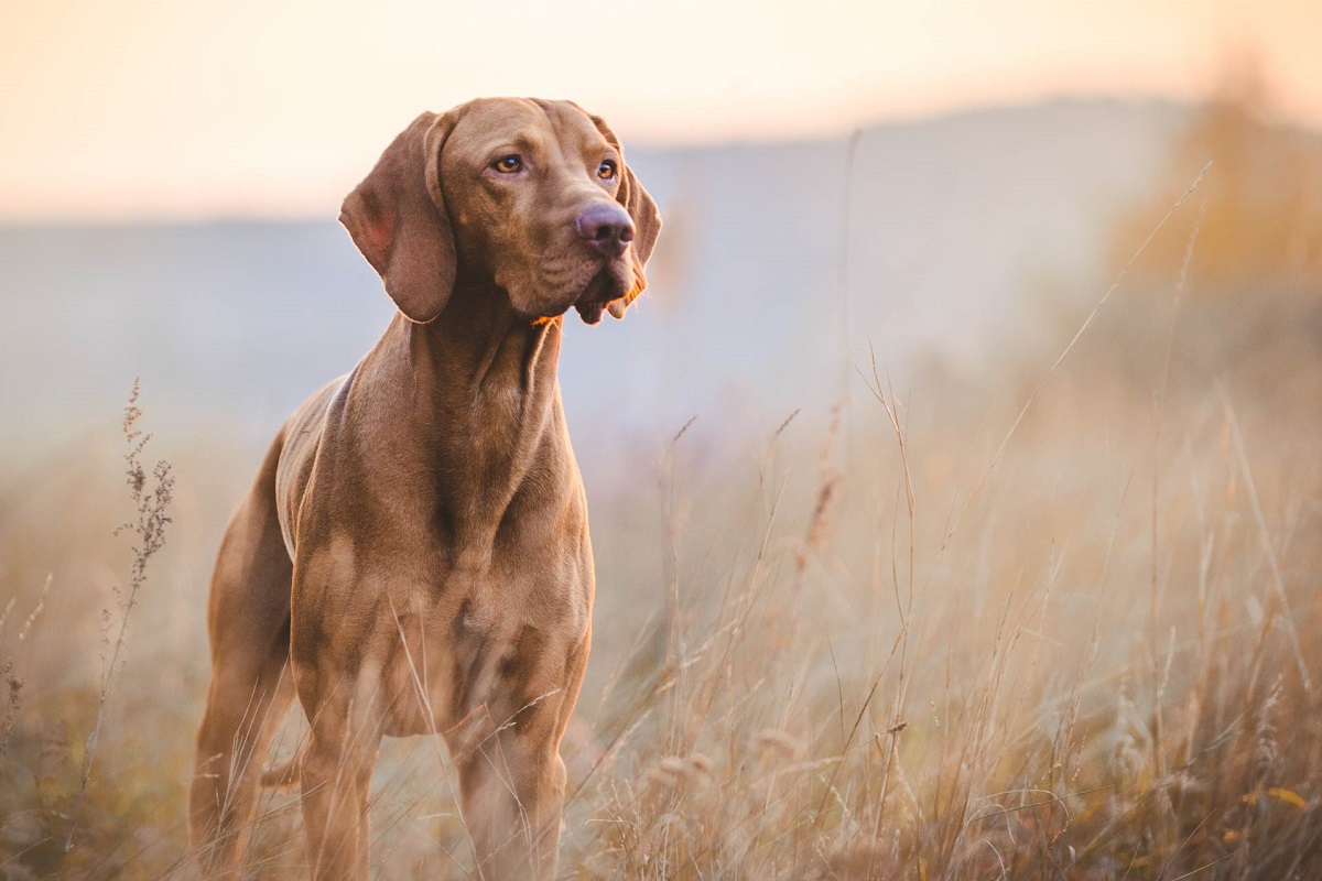 cane in campagna