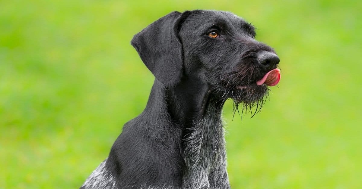 Cane vuole acchiappare i piccioni, tutto quello che c’è da sapere