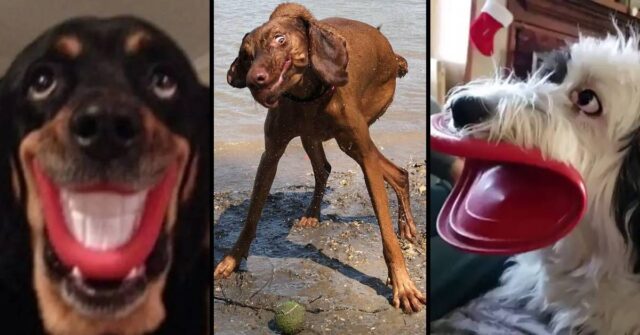 Cani malfunzionanti : Cos’hanno questi cani che non va? Le 10 foto dei loro buffi momenti