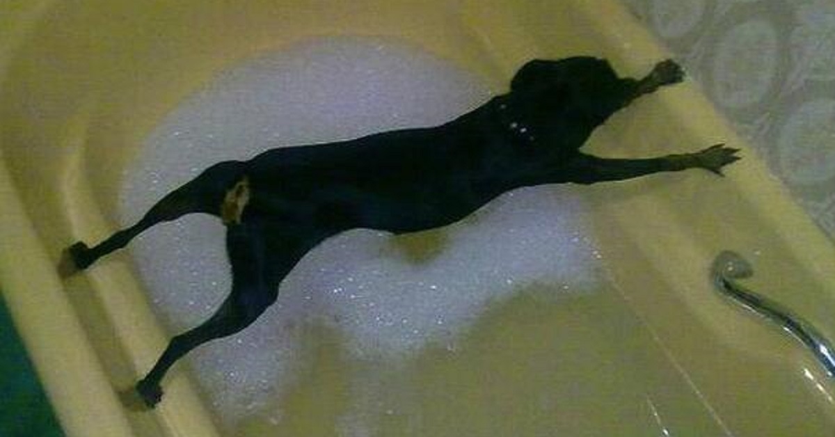Cane in bagno