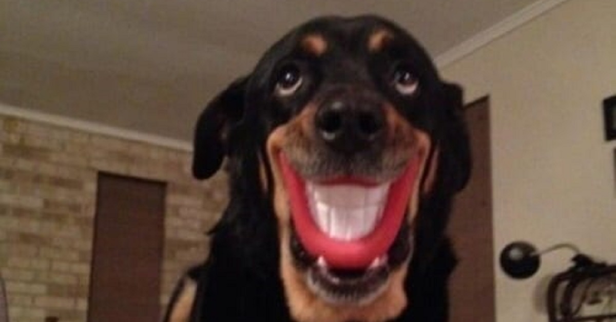 Cani malfunzionanti- Sorrisone