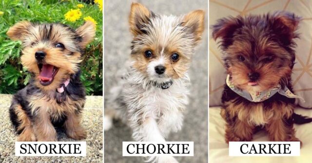 Cani mix Yorkshire: i 10 troppo carini per essere reali