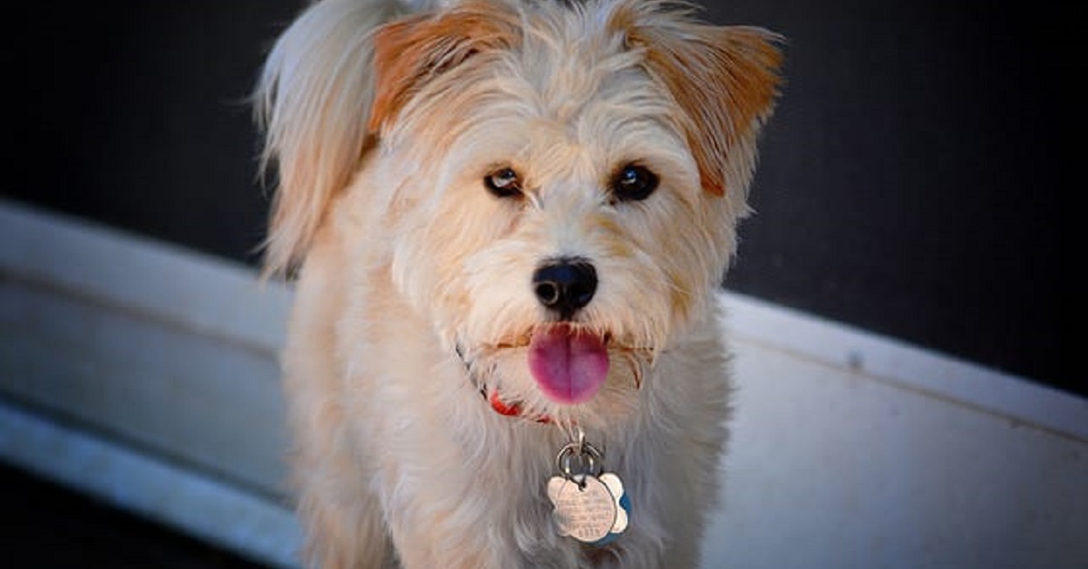 Cani mix Yorkshire-Yorkie-Poo