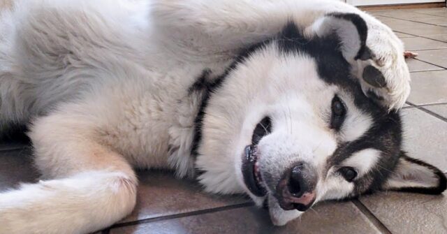 Il cucciolo di Alaskan Malamute scarta i suoi regali di compleanno (VIDEO)