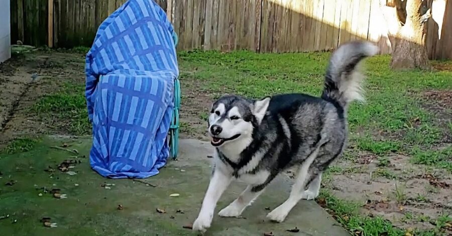 Cucciolo di Alaskan Malamute scarta i suoi regali di compleanno